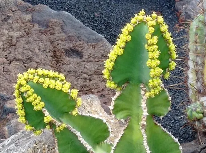 Villa Splendid Casa Papagayo, Heated Pool, Roofterrace With Views And Wifi Playa Blanca (Lanzarote)