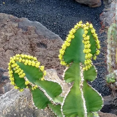 Villa Splendid Casa Papagayo, Heated Pool, Roofterrace With Views And Wifi Playa Blanca